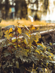 Małe drzewo - Klon, pora roku - Jesień