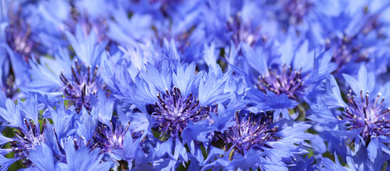 Close-up Cornflower. Cornflower texture
