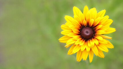 Obraz premium Close up large flower of red and yellow daisy. Blooming rudbeckia Black-eyed Susan in the summer garden. Rudbeckia Hirta. Wild flower in nature. Beautiful yellow flower. Floral background.