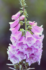 Digitalis purpurea. Foxglove Dalmatian Purple. Digitalis Purpurea in the garden. Common foxglove....
