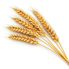 Horizontal wheat ears isolated on a white background with clipping path. Full Depth of field