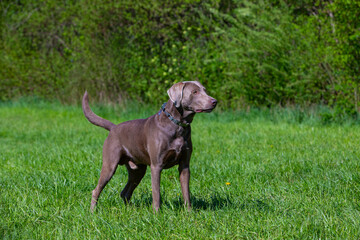 hunting dog standing on a green meadow
