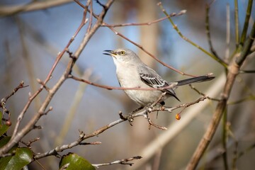 Northing Mockingbird