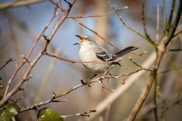 Obraz premium Northing Mockingbird Siging