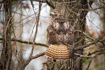 Red-Tailed Hawk on the Hunt
