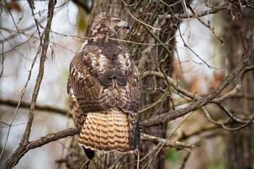 Red-Tailed Hawk on the Hunt