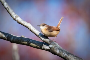 Carolina Wren