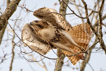 Red-Tailed Hawk on the Hunt