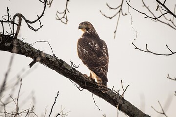 Red-Tailed Hawk on the Hunt