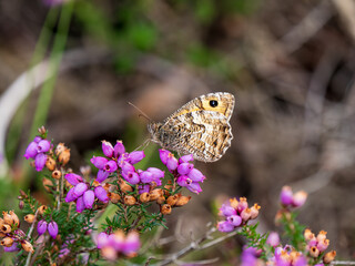 Grayling Butteffly Feeding on Bell Heather
