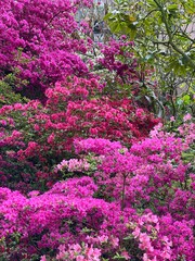 Power of Flowers