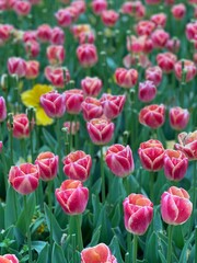 Power of Flowers