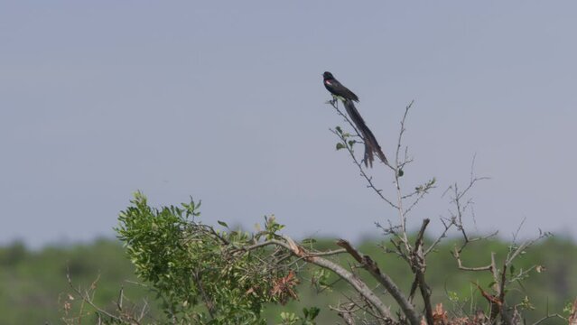 Long lens of a long-tailed widowbird (Euplectes progne) making call sounds from the top of a tree at morning in Africa.