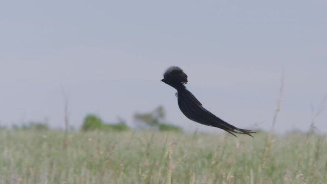 Long lens pan of a long-tailed widowbird (Euplectes progne) mating display while flying across tall grass during the morning in Africa.