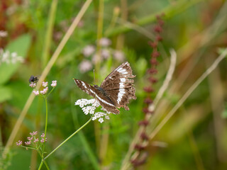 White Admiral Butterfly Resying on a Leaf