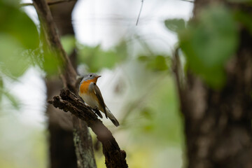 Perched orange breasted Himalayan minivet at Pench National Part. Red breasted flycatcher. Kashmir flycatcher