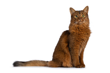 Beautiful young adult Somali cat, sitting up side ways. Looking towards camera. Isolated on a white...