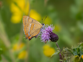 Brown Hairstreak Feeding on Creeping Thistle