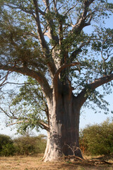 baobab majestueux