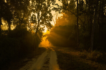 Naklejka premium Landscape of the Kanha National park golden warm light in early morning.