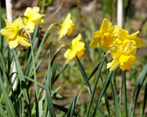 In spring, there are many yellow daffodils growing near the house on a sunny, warm day. side view . yellow flowers. nature