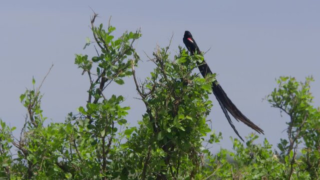 Long lens of a long-tailed widowbird (Euplectes progne) making call sounds from the top of a tree at noon in Africa.