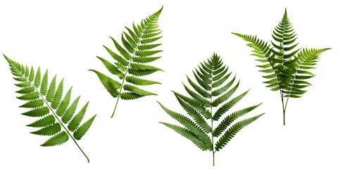Fern plant isolated on transparent background. Tropical green leaves of fern plant with clipping path. Generative AI - obrazy, fototapety, plakaty