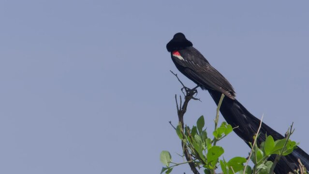 Long lens of a long-tailed widowbird (Euplectes progne) making call sounds at noon in Africa.