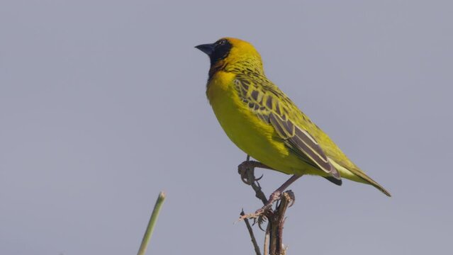 Long lens of a speke's weaver (Ploceus spekei) scanning the area while standing on a tall branch at noon in Africa.