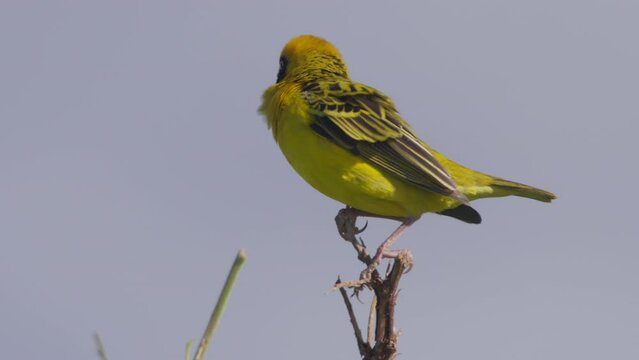 Long lens of a speke's weaver (Ploceus spekei) standing on a tall branch at noon in Africa.