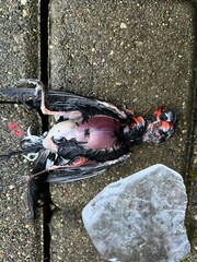 dead pigeons in the park