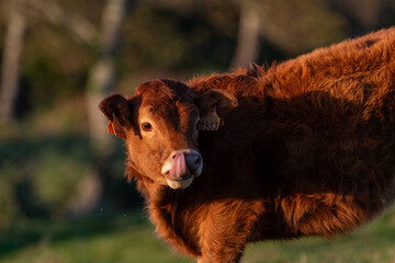 Calf grazing peacefully in the meadows of Mount Jaizkibel, in Guipuzkoa, Spain, during a sunny sunset