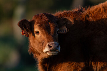 Calf grazing peacefully in the meadows of Mount Jaizkibel, in Guipuzkoa, Spain, during a sunny sunset