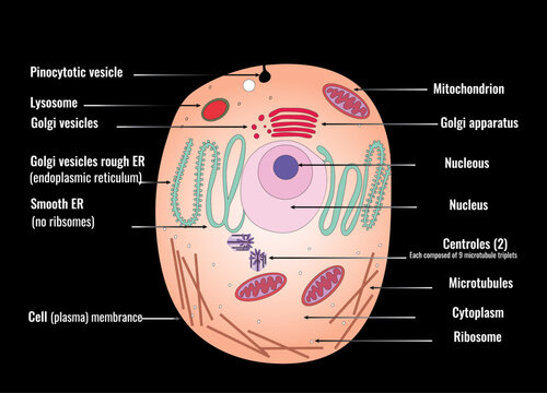 vector animal cell diagram, showcasing its various organelles and structures.