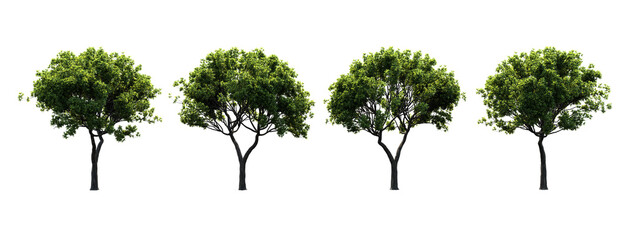 set of trees isolated on white, tree isolated on white background, pack of tree on transparent...