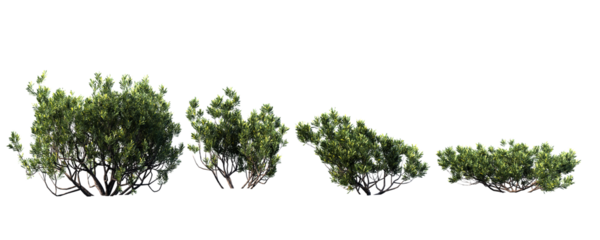 grass isolated on white background, gree tree on transparent background