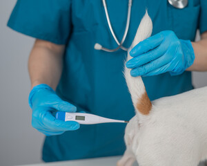 A veterinarian measures a dog's temperature rectally with an electronic thermometer.