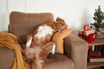 A Nova Scotia Duck Tolling Retriever dog sprawls on a couch with a mustard throw pillow, dozing comfortably