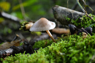 Mini champignon