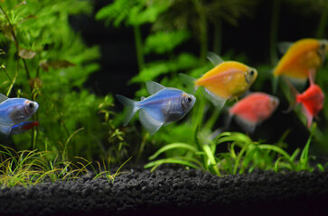 Stado rybek tetra kolor w akwarium