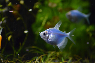 Niebieskie rybki tetra kolor w akwarium - obrazy, fototapety, plakaty