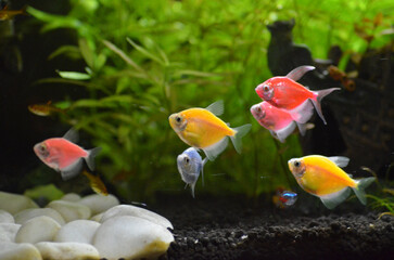 Kolorowe rybki w akwarium