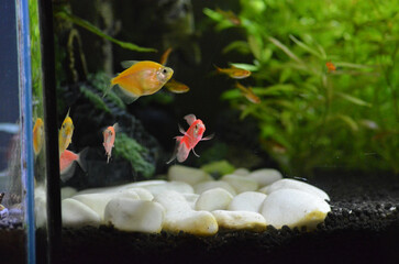 Otoczaki w akwarium z tetra kolor