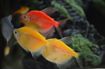 Kolorowe rybki akwariowe domowe tetra