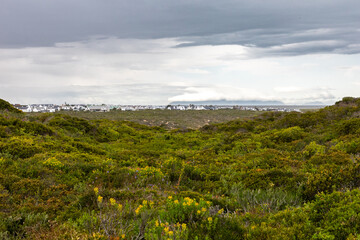 Fototapeta na wymiar Flowers bloom in the fynbos at Grotto Bay on the west coast of South Africa.
