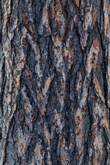 Сlose-up photo of the bark texture of a European red pine trunk taken in winter