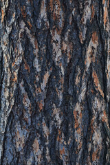 Сlose-up photo of the bark texture of a European red pine trunk taken in winter