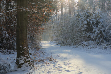 Beautiful path in the snowy winter forest in the backlight with trees and stacks of wood