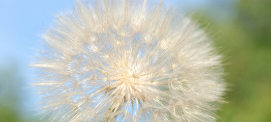 Blue abstract Dandelion flower background.  Freedom to Wish. Seed macro close up. Fragility....