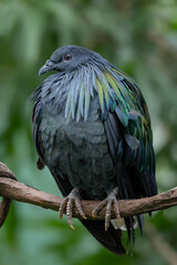 Nicobar Pigeon - Caloenas nicobarica, beautiful iconic pigeon from Eastern Asian forests and woodlands, Malaysia.